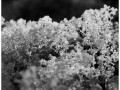 2019-07-01-0001_6x6_Ilford_Fp4_100_Xtol_1-1_N1