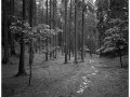 2020-10-07-0001_4x5_Foma_Fomapan_200_Xtol_1_1_N